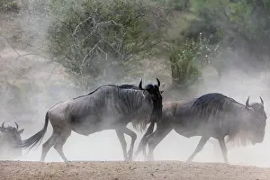 Wildebeest: Wildebeest (Connochaetes), herd, dust, Masai Mara