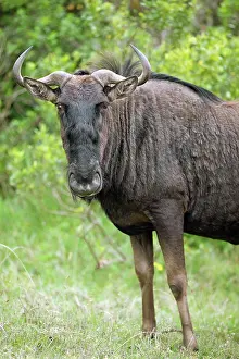 Leone: Wildebeest (Connochaetes) looks into the camera