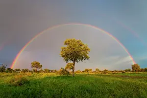 Fabale: Wildebeest (Connochaetes sp) and tree under a rainbow