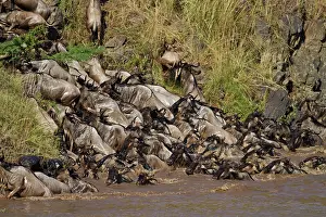 Rush: Wildebeest (Connochaetes taurinus) crossing