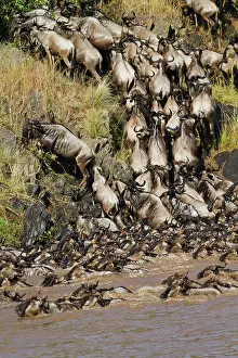 Rush: Wildebeest (Connochaetes taurinus) crossing
