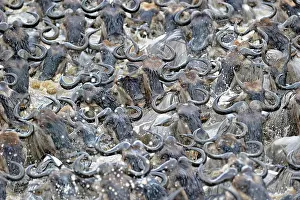 Crowded: Wildebeest (Connochaetes taurinus), Gnu migration