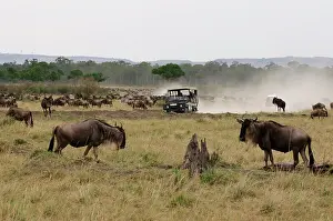 Landrover: Wildebeest (Connochaetes taurinus), Masai