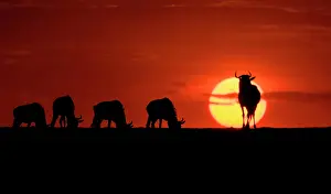 Wildebeest: Wildebeest (Connochaetus taurinis) grazing as the