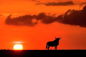 Wildebeest: Wildebeest (Connochaetus taurinis) and the setting