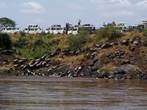 Albojubatu: Wildebeest - crossing Mara river