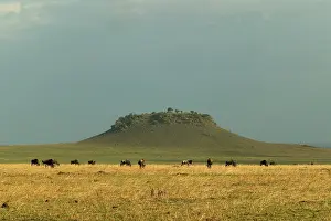 Knoll: Wildebeest / Gnu herd, grazing