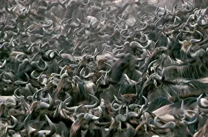 Stampede: Wildebeest / Gnu - mass migration