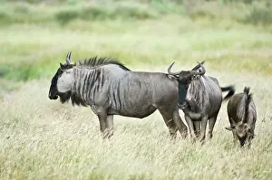 Gnus: Wildebeest - group standing in long grass with one grazing