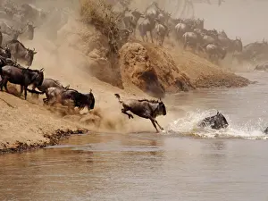 Albojubatu: Wildebeest - herd crossing Mara River