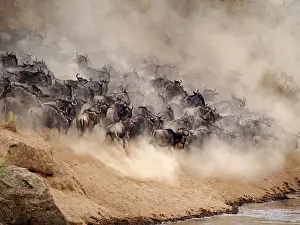 Albojubatu: Wildebeest - herd crossing Mara River