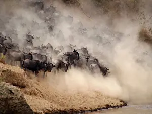 Albojubatu: Wildebeest - herd crossing Mara River