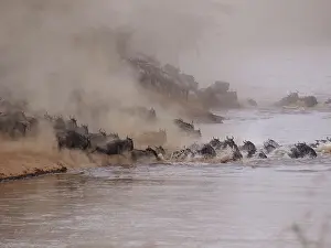 Albojubatu: Wildebeest - herd crossing Mara River