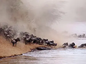 Albojubatu: Wildebeest - herd crossing Mara River