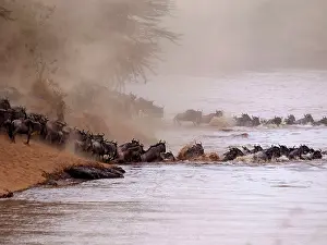 Albojubatu: Wildebeest - herd crossing Mara River