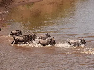 040319: Wildebeest -herd crossing Mara river, Masai Mara