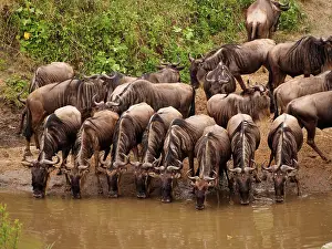 Albojubatu: Wildebeest - herd drinking