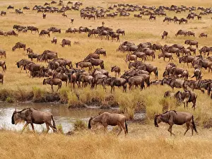 Albojubatu: Wildebeest - herd migration