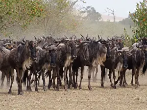 Albojubatu: Wildebeest - herd waiting to cross Mara River