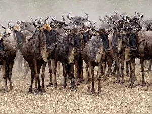 Albojubatu: Wildebeest - herd waiting to cross Mara River