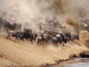Albojubatu: Wildebeest - herd waiting to cross the Mara River