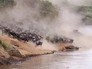 Albojubatu: Wildebeest - herd waiting to cross the Mara River
