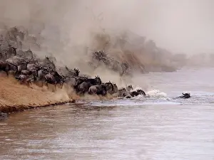Albojubatu: Wildebeest - herd waiting to cross the Mara River