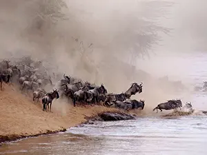 Albojubatu: Wildebeest - herd waiting to cross the Mara River