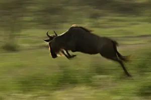 Gnus: Wildebeest jumping - panning
