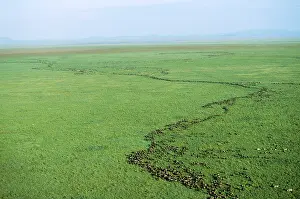 Alyssa Giustozzi: WILDEBEEST - migrating