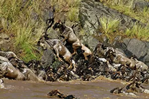 Wildebeests: Wildebeest - migrating herds crossing the river Mara