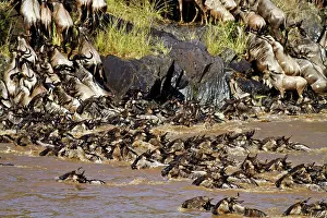 Wildebeests: Wildebeest - migrating herds crossing the river Mara