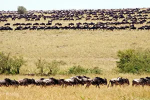 Gnus: Wildebeest - migrating herds in the savannah