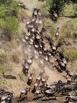 Albojubatu: Wildebeest - migration