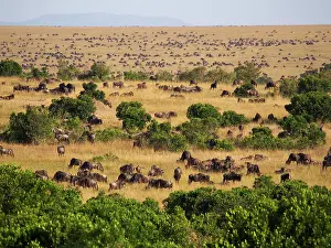 Albojubatu: Wildebeest - migration
