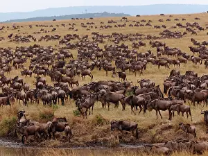Albojubatu: Wildebeest - migration