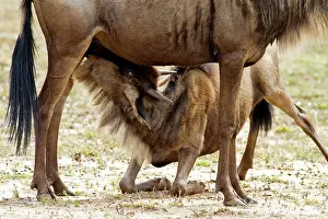 Gnus: Wildebeest - mother with young suckling