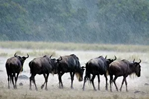 Gnus: Wildebeest - in the rain
