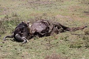 Died: Wildebeest remains of dead Wildebeest died from