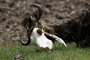 Died: Wildebeest remains of dead Wildebeest died from