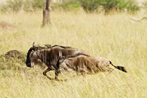 Gnus: Wildebeest - on the run during migration