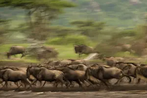 Gnus: Wildebeest - running - panning