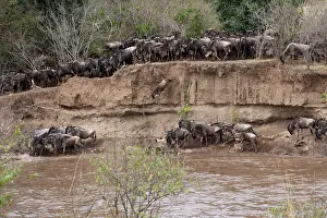 Starting: Wildebeest - starting to cross river - one jumping