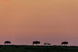 Taurinus: Wildebeest and Thomson's Gazelles at sunrise