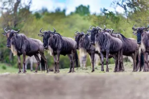 Wildebeests: Wildebeest waiting to cross the river