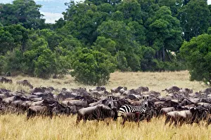 Gnus: Wildebeest - and Zebra - migrating herds in the savannah