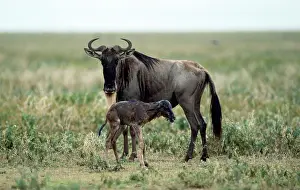 Wildebeeste - mother given birth to baby