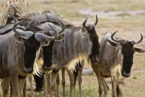 Amboseli: Wildebeests at Amboseli NP, Kenya