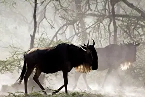 Wildebeests: Wildebeests - On migration