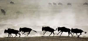 Wildebeests: Wildebeests - On migration